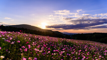 萌の里「美しい夕陽を浴びるコスモス畑」 Moe no Sato "Cosmos field bathed in beautiful sunset" 日本(秋)2022年撮影 Japan (Autumn) Taken in 2022 九州・熊本県阿蘇郡西原村 (俵山交流会館　萌の里) (Tawarayama Exchange Hall Moe no Sato) © KOROKICHIKUN