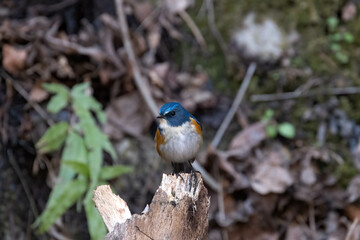 青色が鮮やかなルリビタキ
