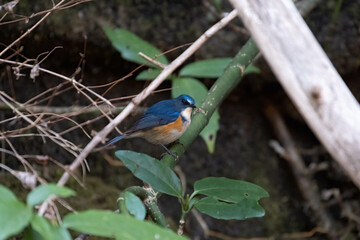 青色が鮮やかなルリビタキ