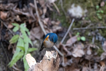 青色が鮮やかなルリビタキ