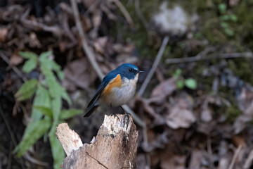 青色が鮮やかなルリビタキ