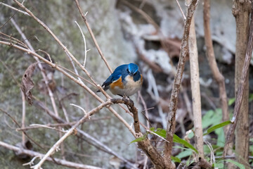 青色が鮮やかなルリビタキ