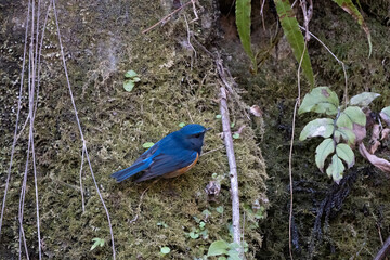 青色が鮮やかなルリビタキ
