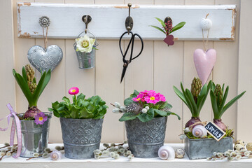 Garten-Arrangement mit pink Primel, Bellis und Hyazinthen in Zinktöpfen © Natalia Greeske