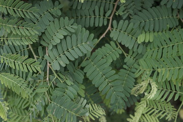 Moringa leaves are widely used for health for Indonesian people.