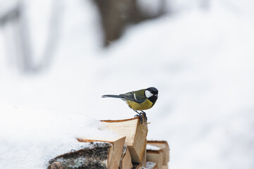 Photo of the titmouse is sitting on the firewood it's windy and snows on the winter. Wintertime atmosphere. Titmouse is looking at the camera.
