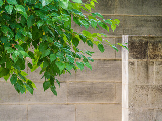 Leaves Before Wall