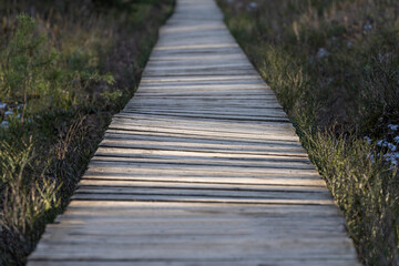 Forest in Winter and Empty Wooden Path. No People. Selective focus, very shallow depth of field