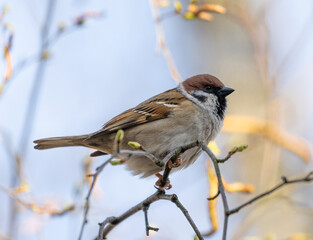Home Sparrow Bird is Sitting on the Tree Branch.