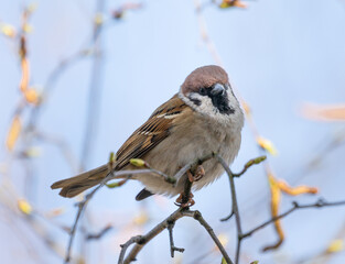Home Sparrow Bird is Sitting on the Tree Branch.