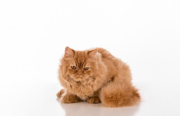Fototapeta na wymiar Curious British Longhair Cat Lying on the white desk.