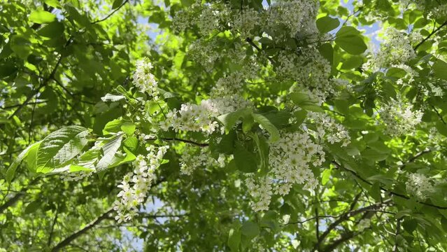 View of a blooming white bird cherry tree on a sunny spring day. Selective focus, natural background.