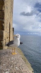 seagull on the pier