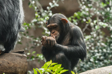 Chimpanzee monkey sitting on a tree branch and eating grass