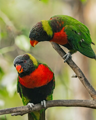 Red parrot in the rainforest of Kuala Lumpur, Malaysia.
