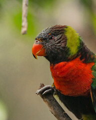Red parrot in the rainforest of Kuala Lumpur, Malaysia.
