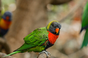 beautiful green parrot sitting on a branch in the rainforest
