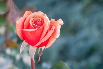 an open rosebud on a green background