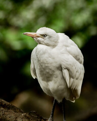 Little egret (Egretta garzetta) portrait