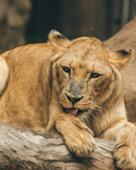 Fototapeta na wymiar Portrait of a lioness lying on a log in the zoo