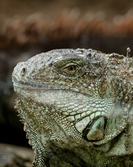 Close up of the eye of a green iguana, Galapagos Islands