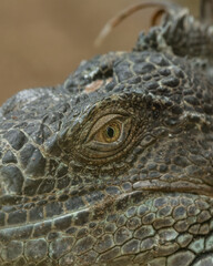 Fototapeta premium Close up of the eye of a green iguana, Galapagos Islands