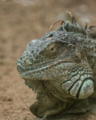 Close up of the eye of a green iguana, Galapagos Islands