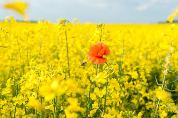 Yellow Rapeseed Field. Landscape. Rural area nature. One Red Poppy Flower in focus. Blue Sky and flying bee in Background