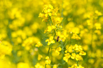 Blooming Rapeseed Field And Flying Bee in Background. Collecting Honey. Macro.