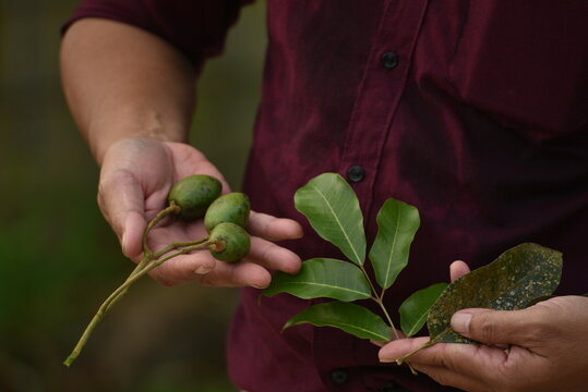 Fruit of Canarium indicum, known as galip nut, is a mainly dioecious tree native in Indonesia.  It is usually found in rainforests, secondary forests, old garden areas, around villages and settlements