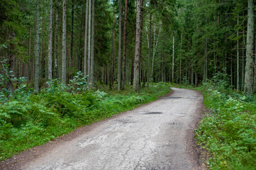 Path in Forest. Green Trees around