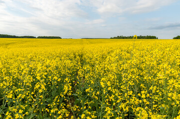Fototapeta premium Yellow Rapeseed Field. Landscape. Rural area nature. Blue Sky In Background