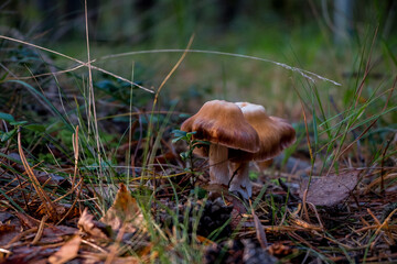 Brown Mushroom in the forest.
