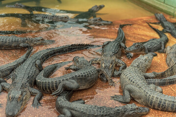 Alligators in Everglades Alligator Farm. Florida. USA