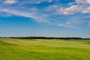 Fotobehang Green Wheat field and Blue Sky with Cows and Bulls in Background. © Mindaugas Dulinskas