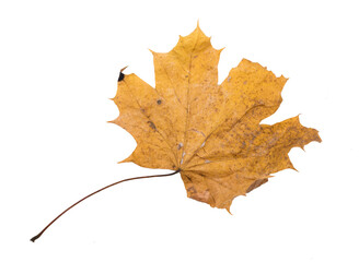 Autumn Color Maple Leaf. Isolated on White Background.
