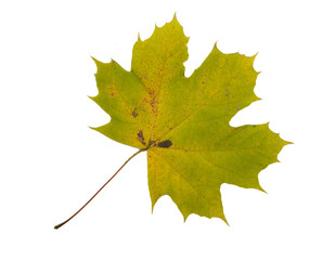 Autumn Color Maple Leaf. Isolated on White Background.