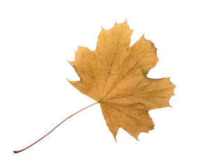 Autumn Color Maple Leaf. Isolated on White Background.
