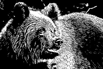 Close-up of a brown bear head, illustration for T-shirt, clothes, tattoo, logo.