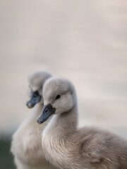 Portrait of two gray baby swans. Mute swan cygnets. Cygnus olor.