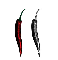 Chilly hot pepper. Vector hand drawn illustration. Fresh organic vegetable in engraved style. Detailed food doodle drawing. Great for label, poster, print isolated on white background