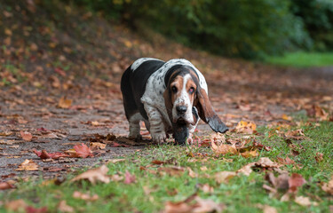 Basset Hound Dog Walks on the Autumn Leaves. Portrait.