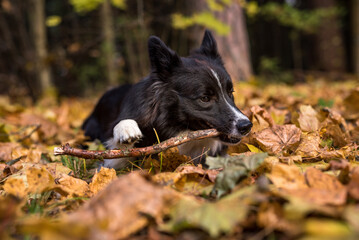 Border Collie is Lying on the Ground and Playing. Open Mouth.