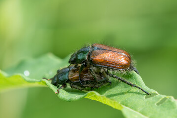 Cockchafer Mating. Macro Photo Shallow DOF