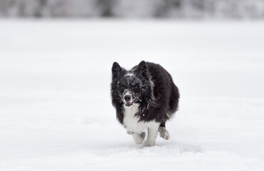 Fototapeta premium Border Collie Dog Running on Snow. Frozen Lake. Winter Background.