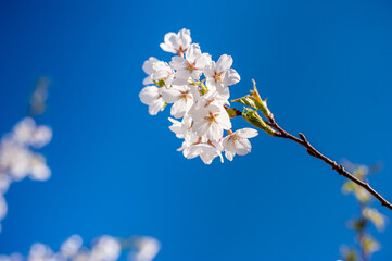 Clear Blue Sky and Sakura Branch. Blooming Time. Springtime with Sunlight