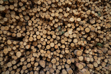 Log stacks. Forest pine and spruce trees. Log trunks pile, the logging timber wood industry.