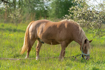 Naklejka na ściany i meble Horse with long mane is eating grass in the field. Rural area in Lithuania.