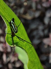 dragonfly on a leaf