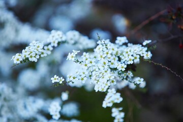White little flowers in spring. Seasonal flowering of plants.